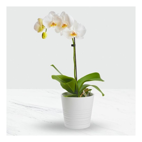 Phalaenopsis Orchid in Pot