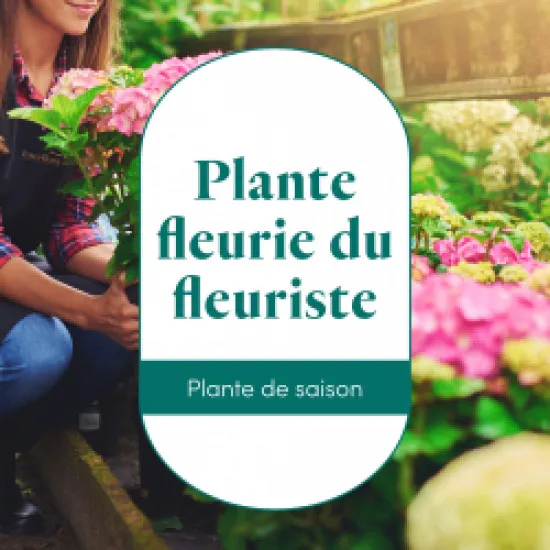 Plante fleurie du fleuriste