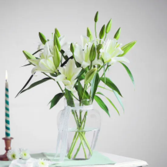 Vanilla Lily Dream