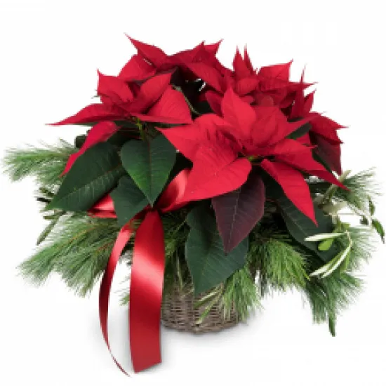 Roślina wewnętrzna Christmas Dream poinsecja