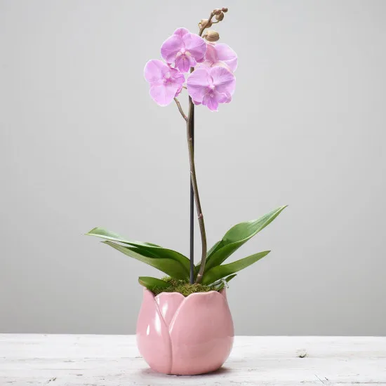 Pojedyncza roślina doniczkowa