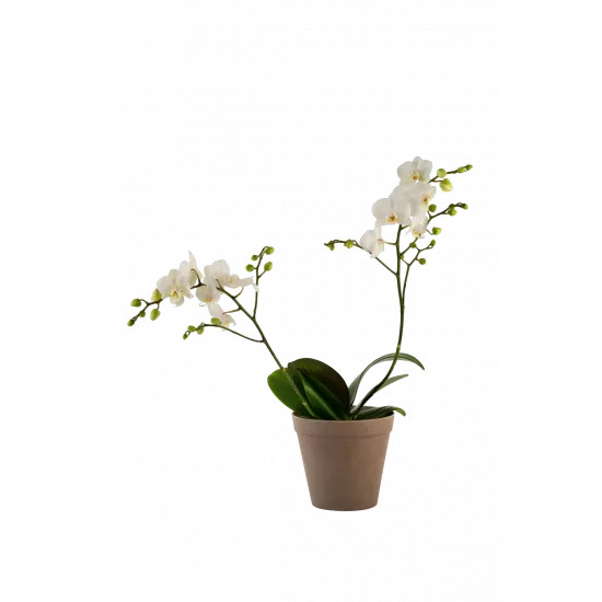 Orchid White 242678