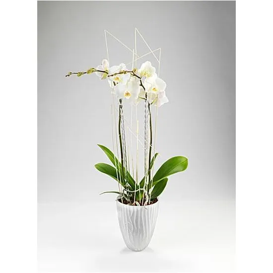 Orchidea