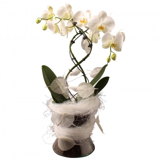 Elegant orchid incl. vase