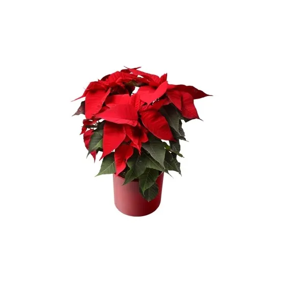 Poinsettia