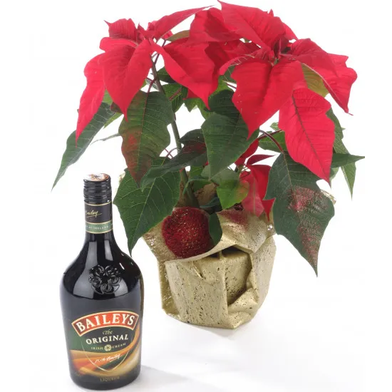Poinsettia i likier