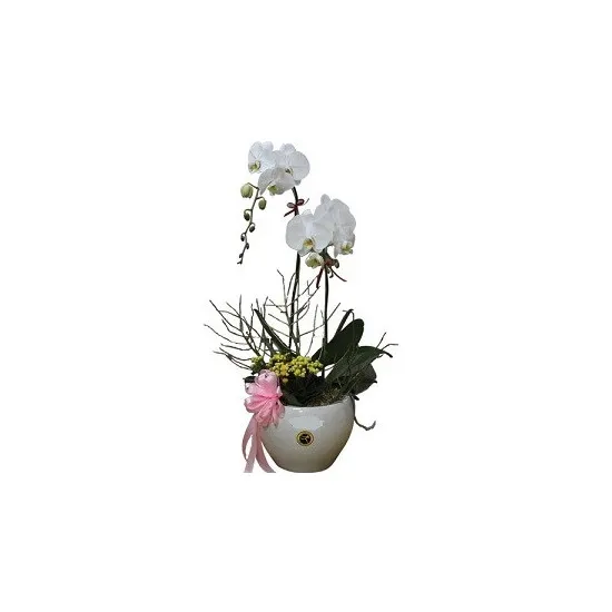Orchidea w wazonie