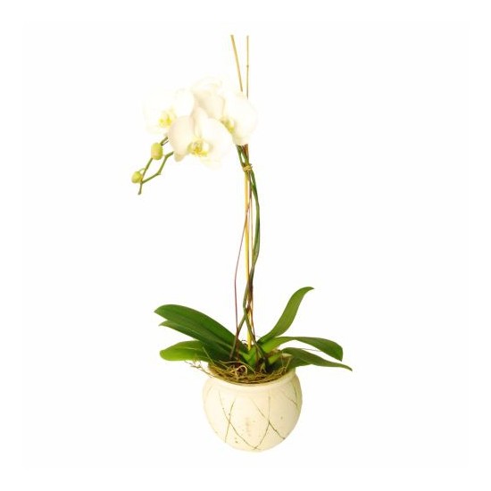Orchid In Ceremic Vase