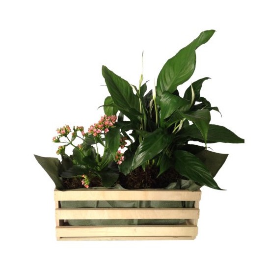 Mixed Plants In Box