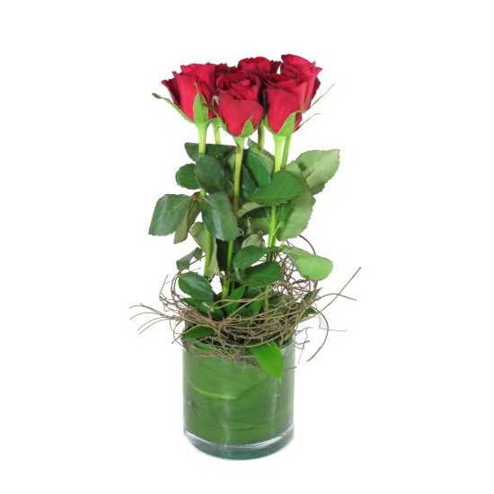 6 Red roses in a vase