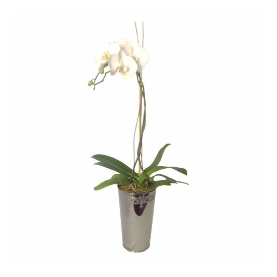 Orchid In Decorative Vase