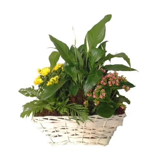 Kwiaty mieszane w koszyku