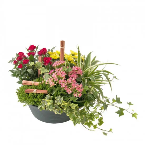 Kompozycja kwiatów doniczkowych 