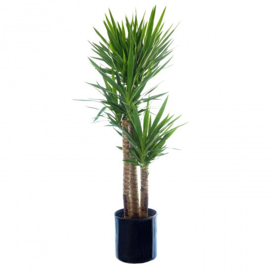 Yucca palm