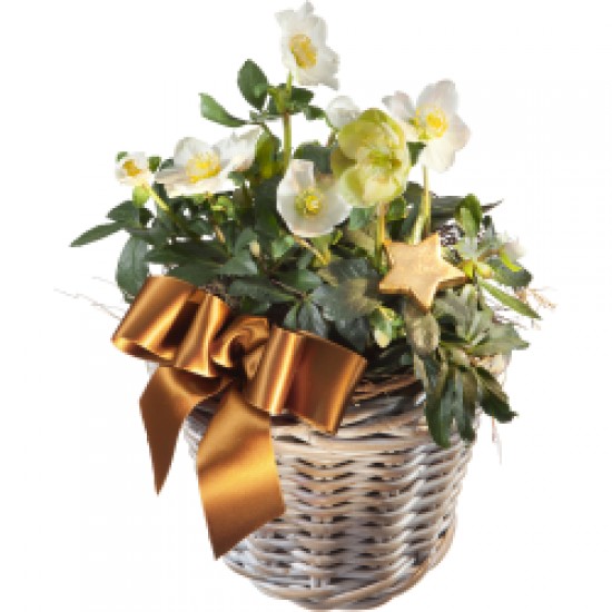 Splendid Christmas Roses in a Basket (planted)