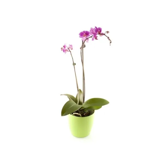 Orchidee (www.fleurop.at)
