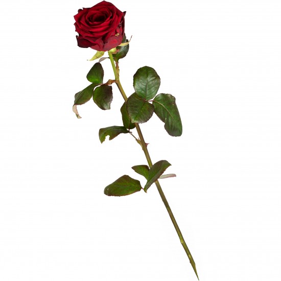 1 Red Rose (long stem)
