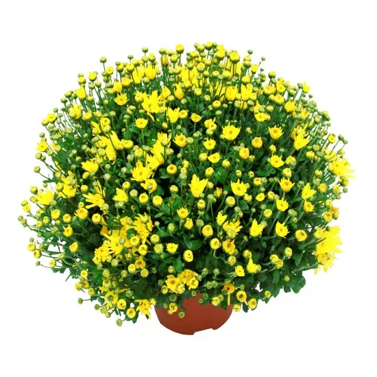 Chrysantheme Unicolore Petites Fleurs