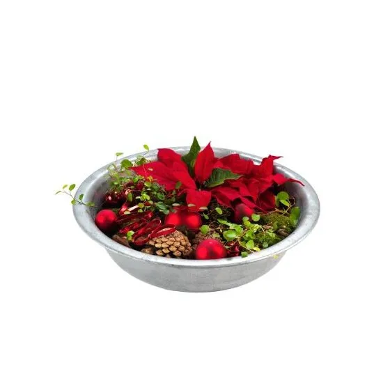 Small Poinsettia