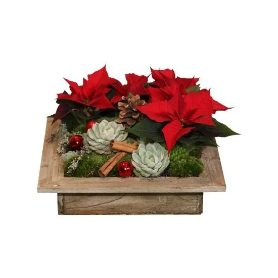 Mini-poinsettias with Houseleek