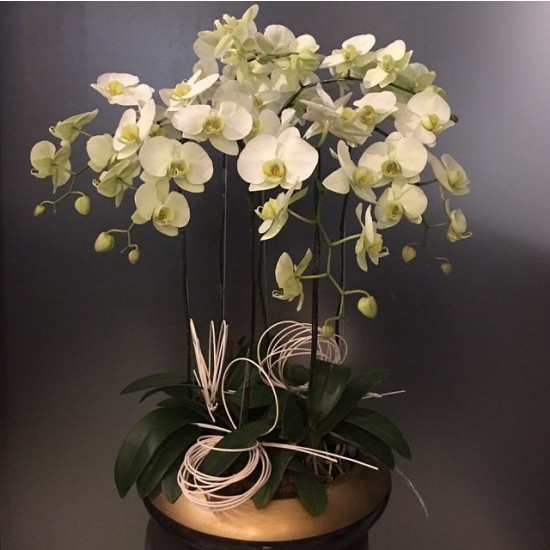 Orchidee w ceramicznej doniczce
