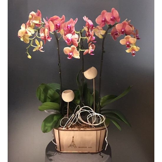 Orchidee w drewnianym wazonie