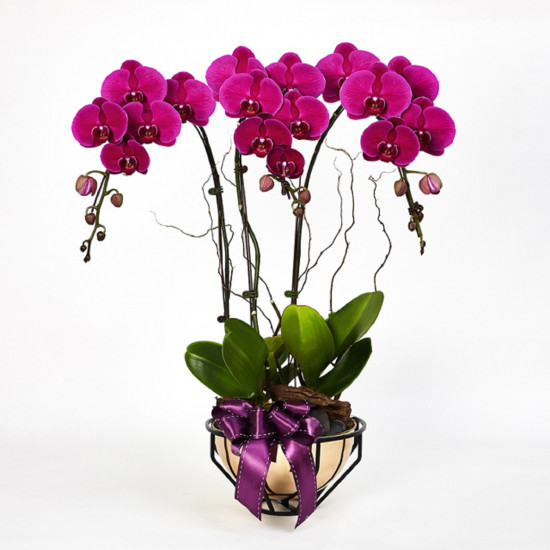 Royal Prosperity – Purple Phalaenopsis
