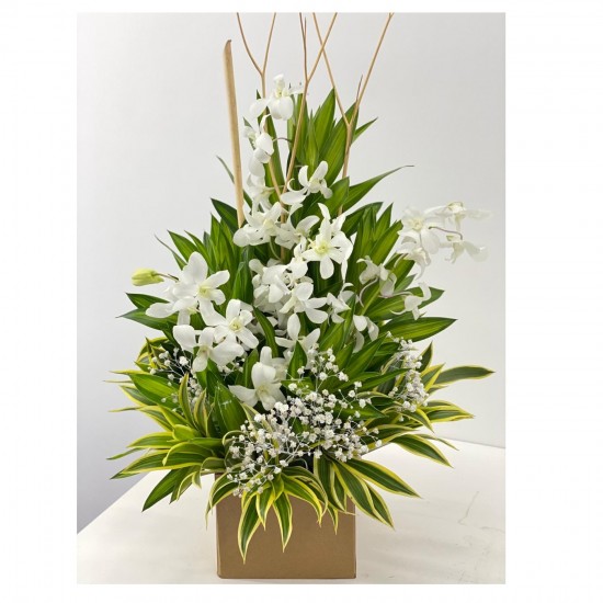 Special orchid box (white)