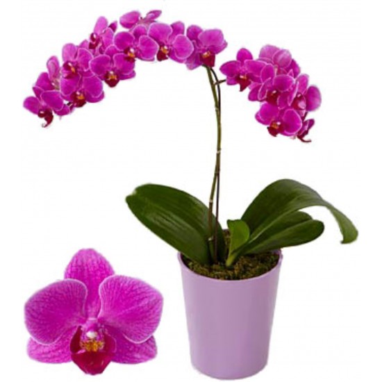 Orchid with One Branch