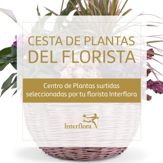 Florist Choice Basket of Plants