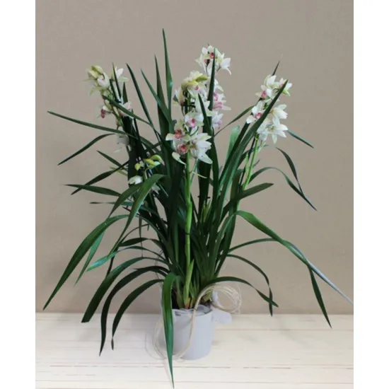 Mini Cymbidium