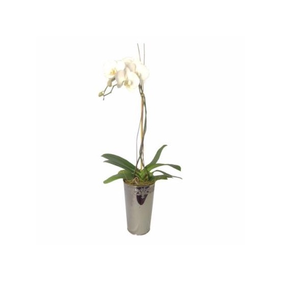 Orchidea w Dekoracyjnym Wazonie