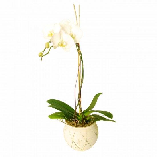 Orchidea w ceramicznej doniczce