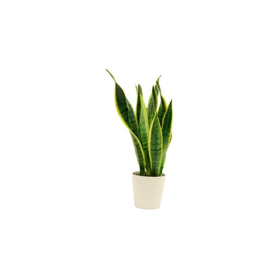 Sansevieria in ceramic pot/ if substituted pls as similar as poss
