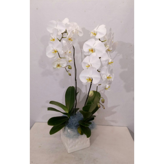 Arrangement of Phalaenopsis Orchid Plants