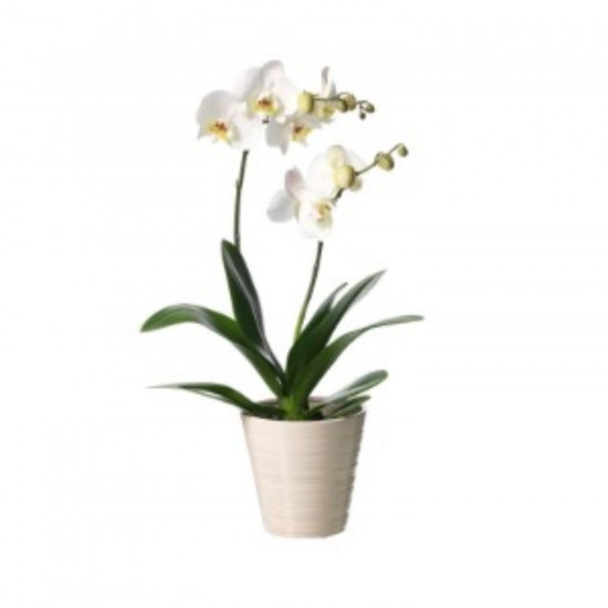 White orchid with two branches in ceramic pot