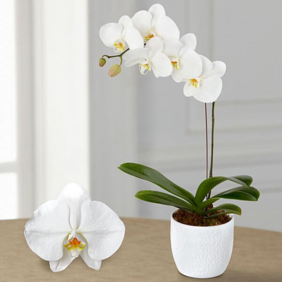 White orchid with one branch in ceramic pot