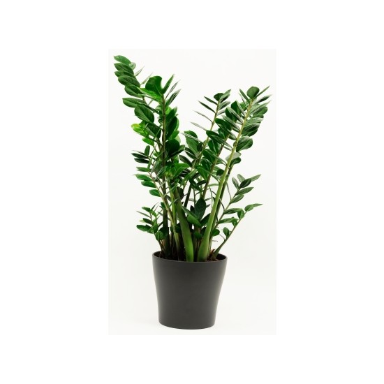 Zamioculcas in ceramic pot – if substituted pls as similar as poss