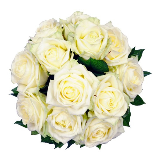 Affection White Roses