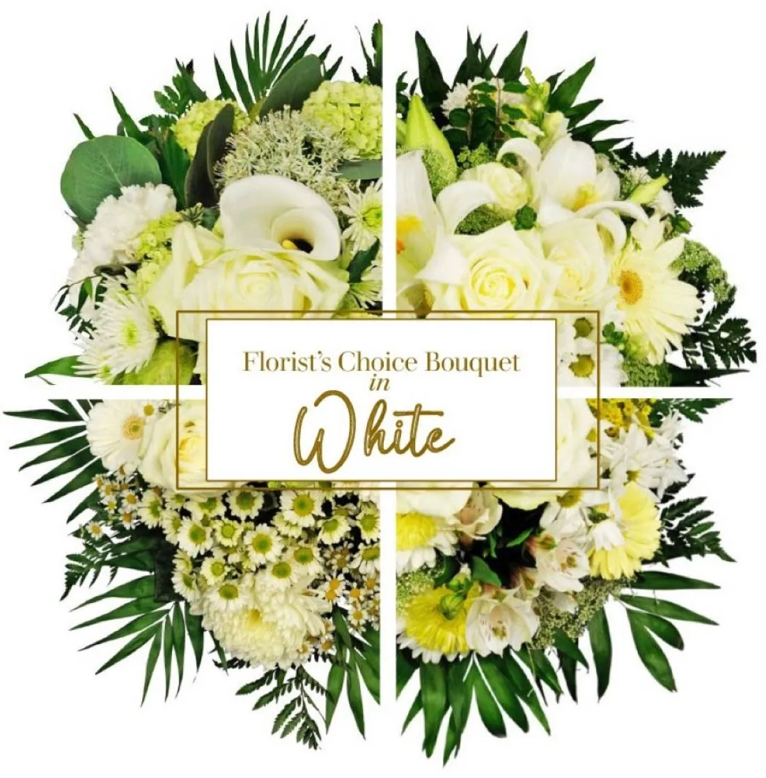 White Blooms - Jordan