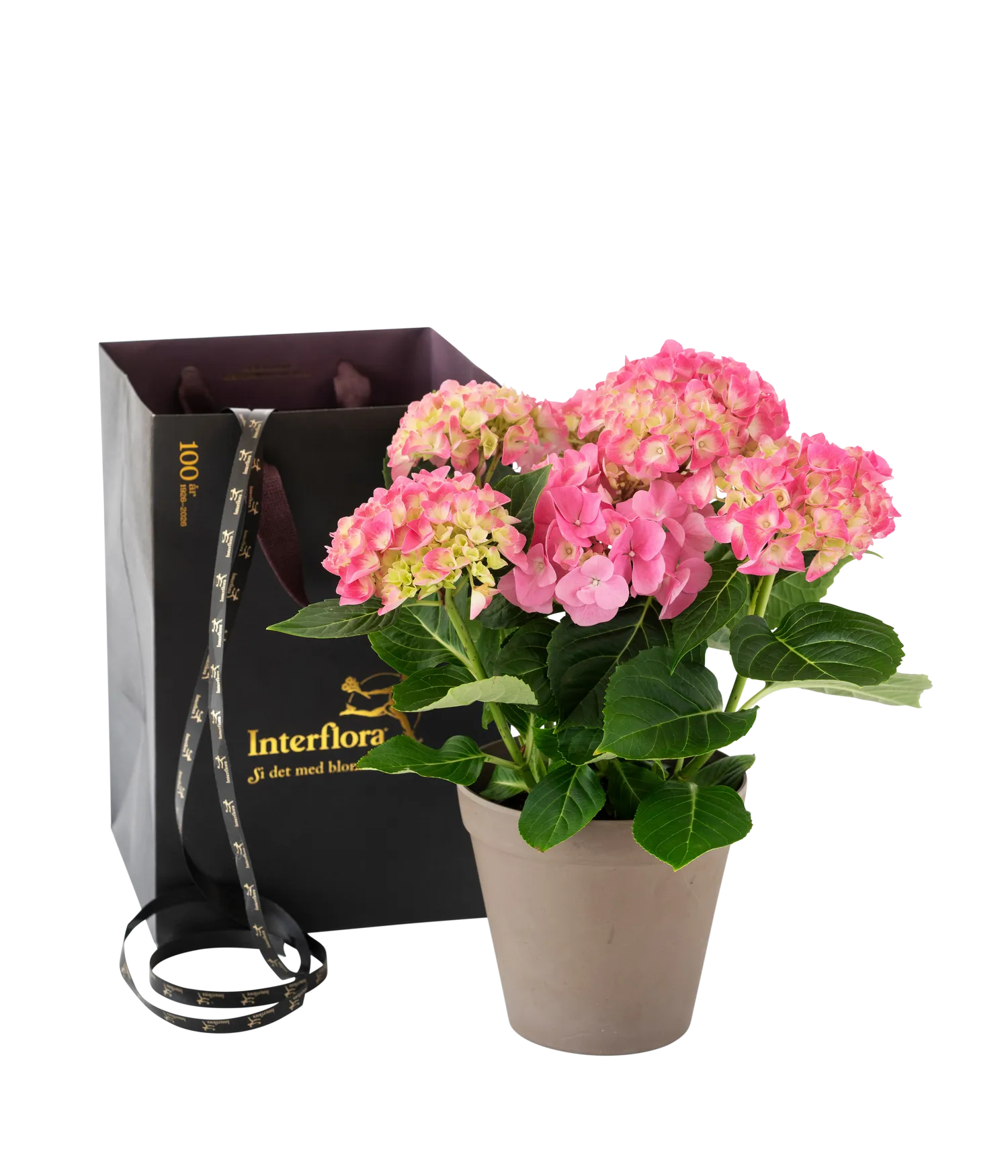 Pink Beauty 240154