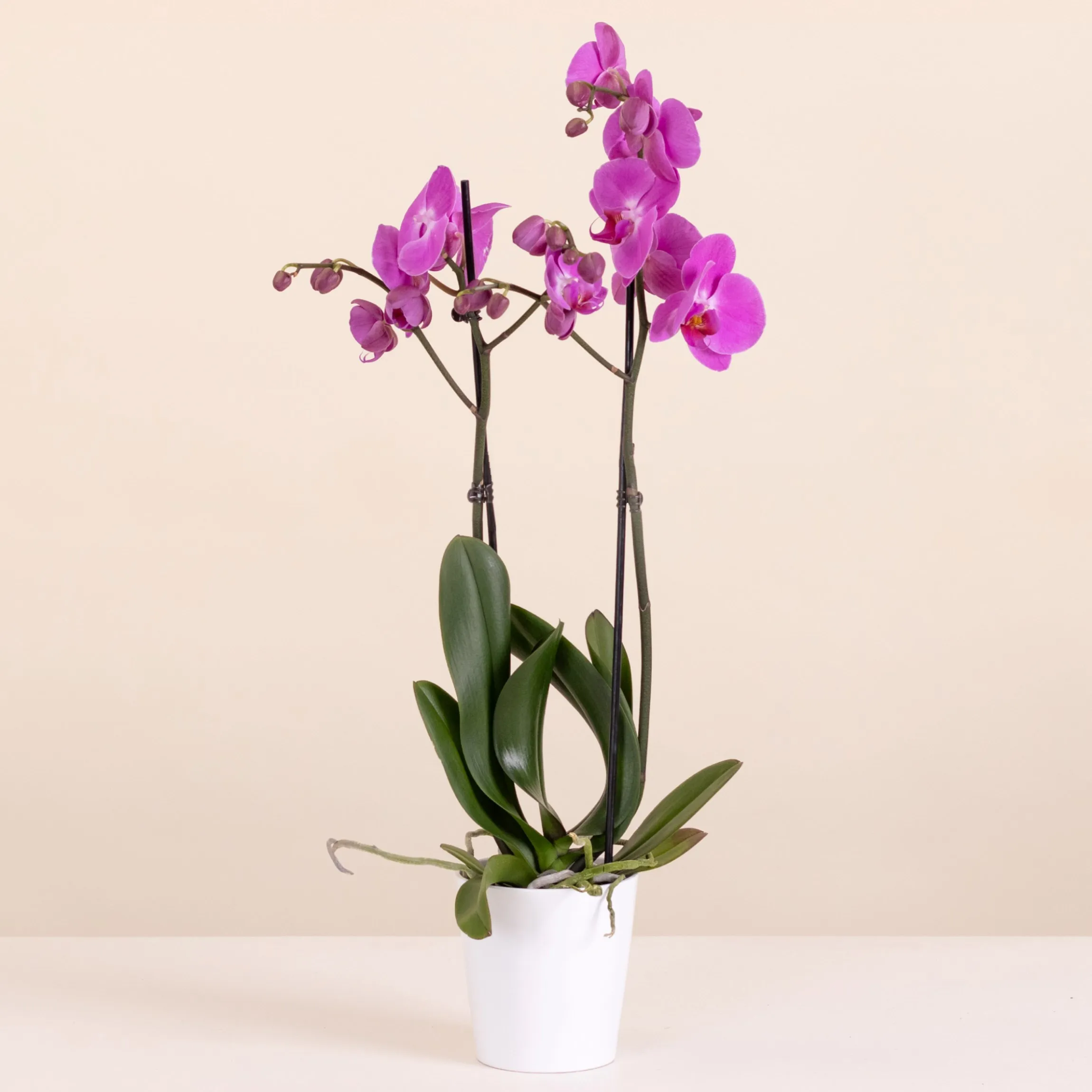 Różowa orchidea premium - Portugalia