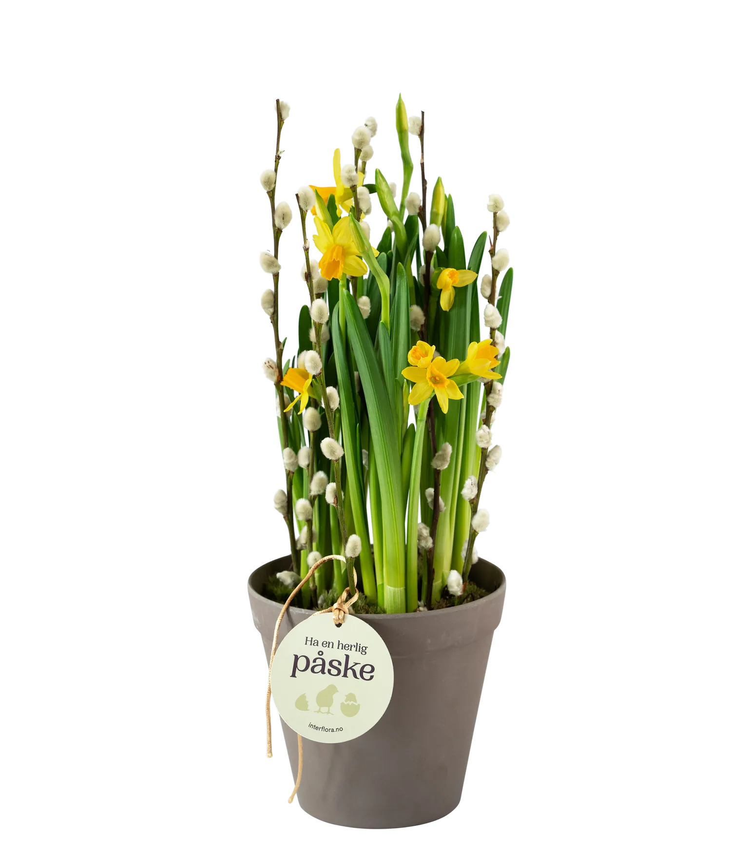 Daffodil Joy 240151