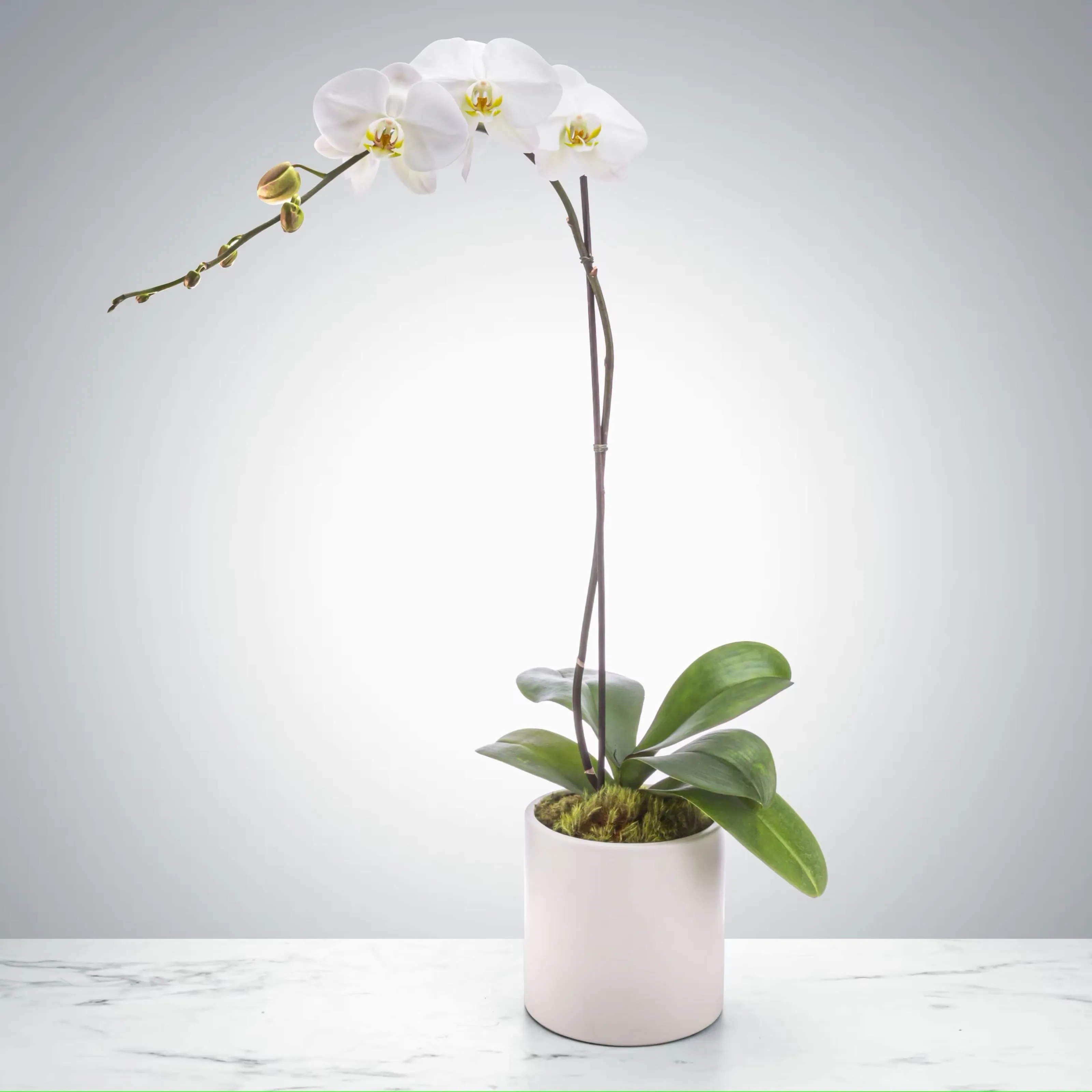White Orchid - Bulgaria