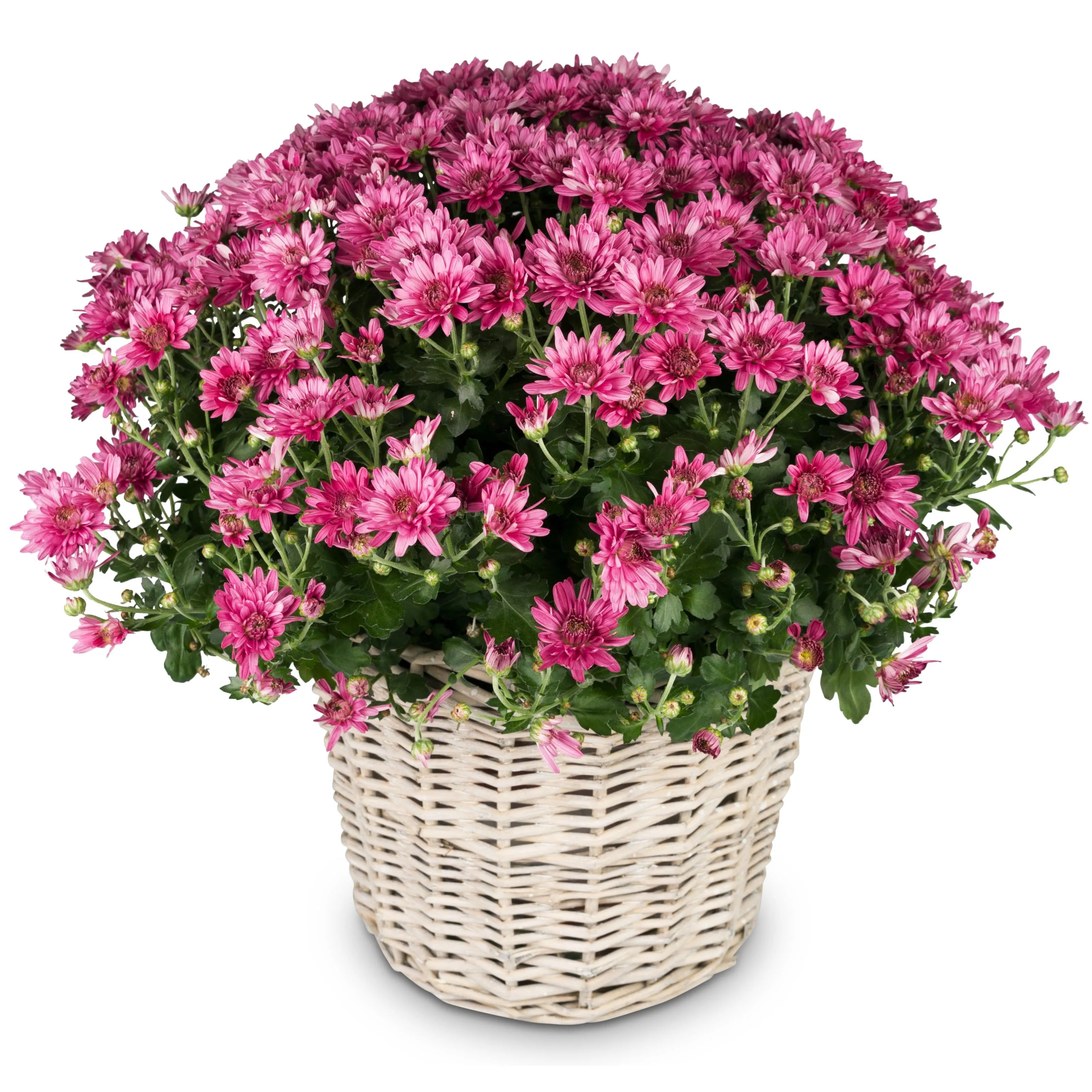 Hope-pink chrysanthemum for the cemetery - Liechtenstein