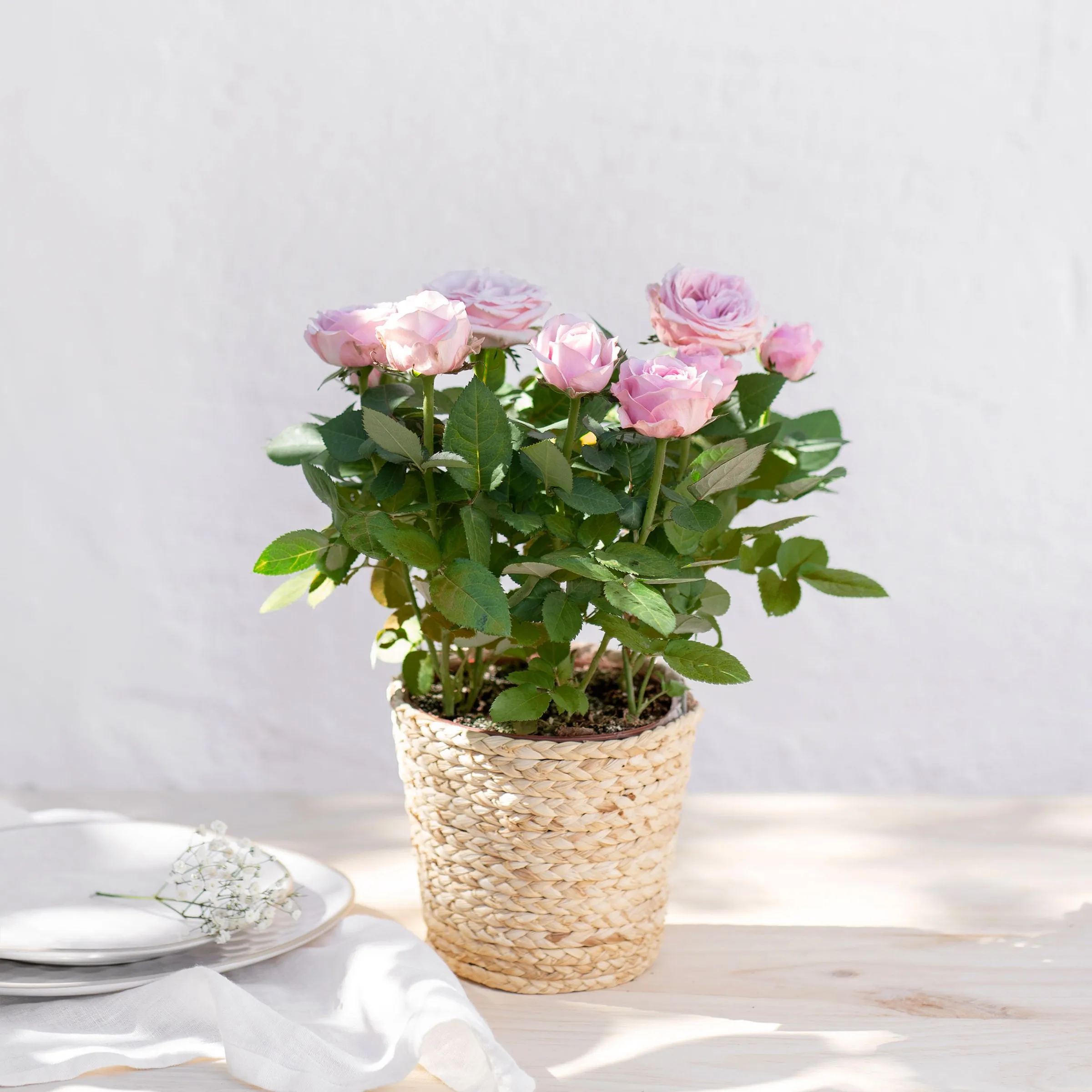 Rosier - Rosebush - France