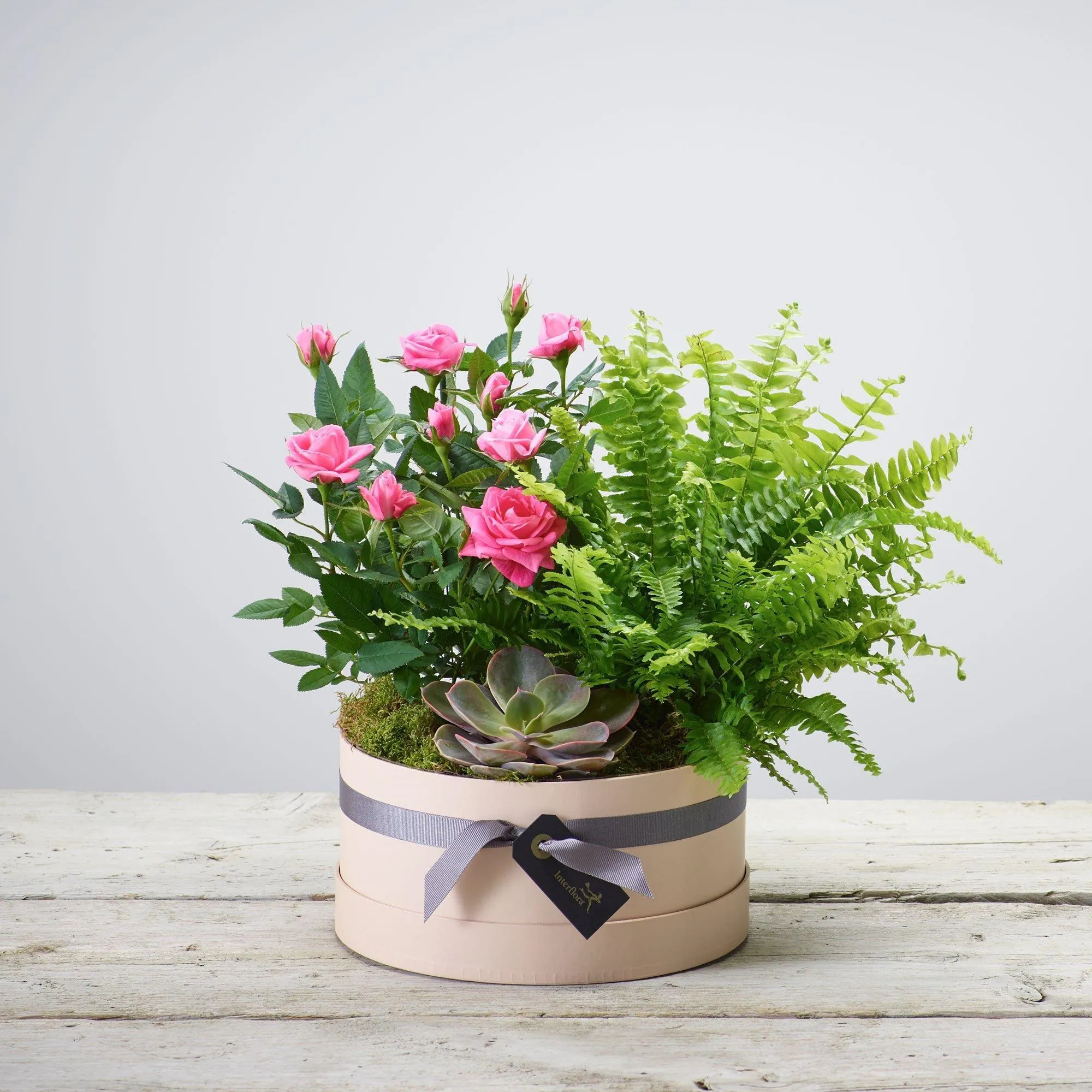 Arrangement of Plants - Kenya