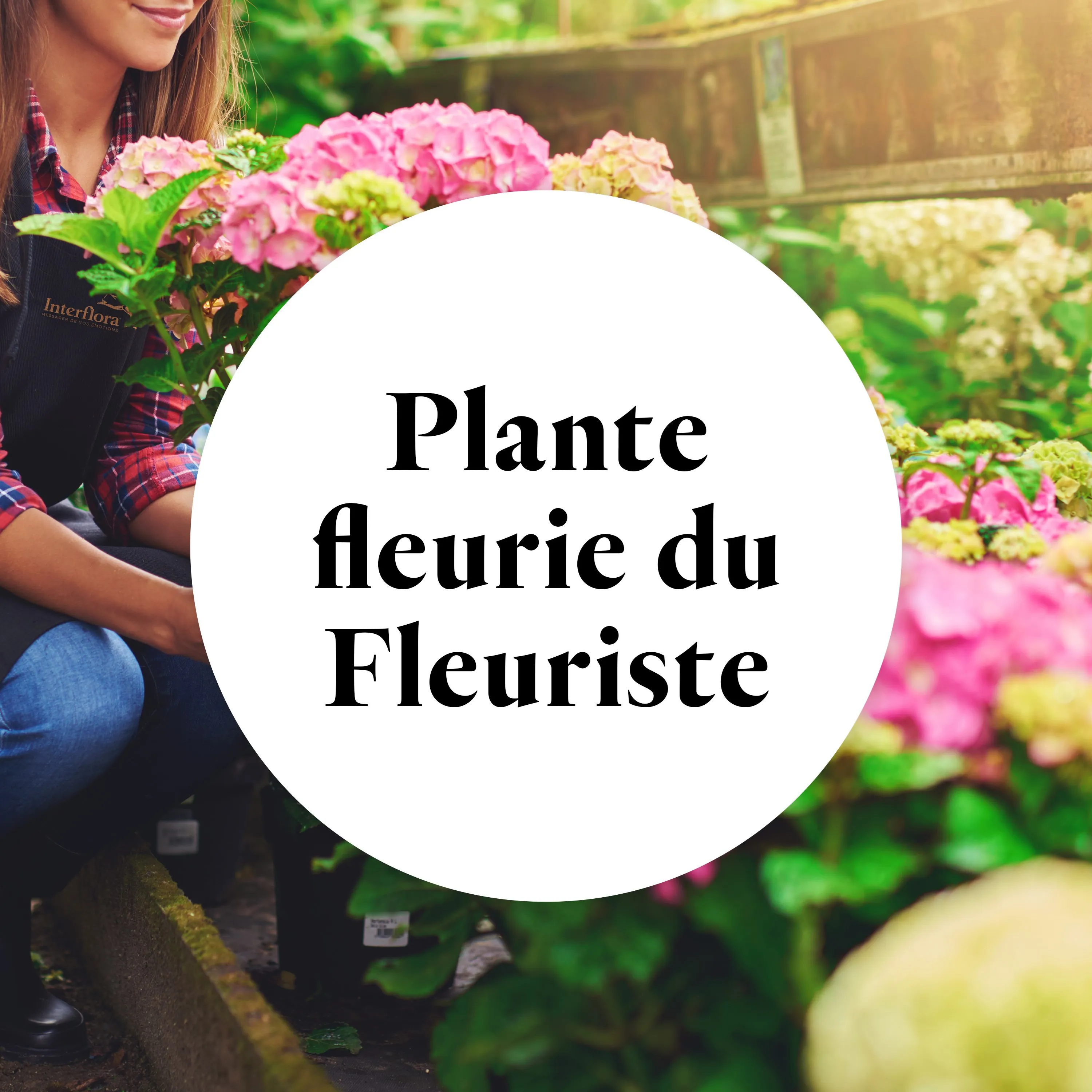Plante fleurie du fleuriste - France