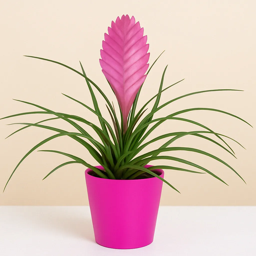 Tillandsia plant - Spain