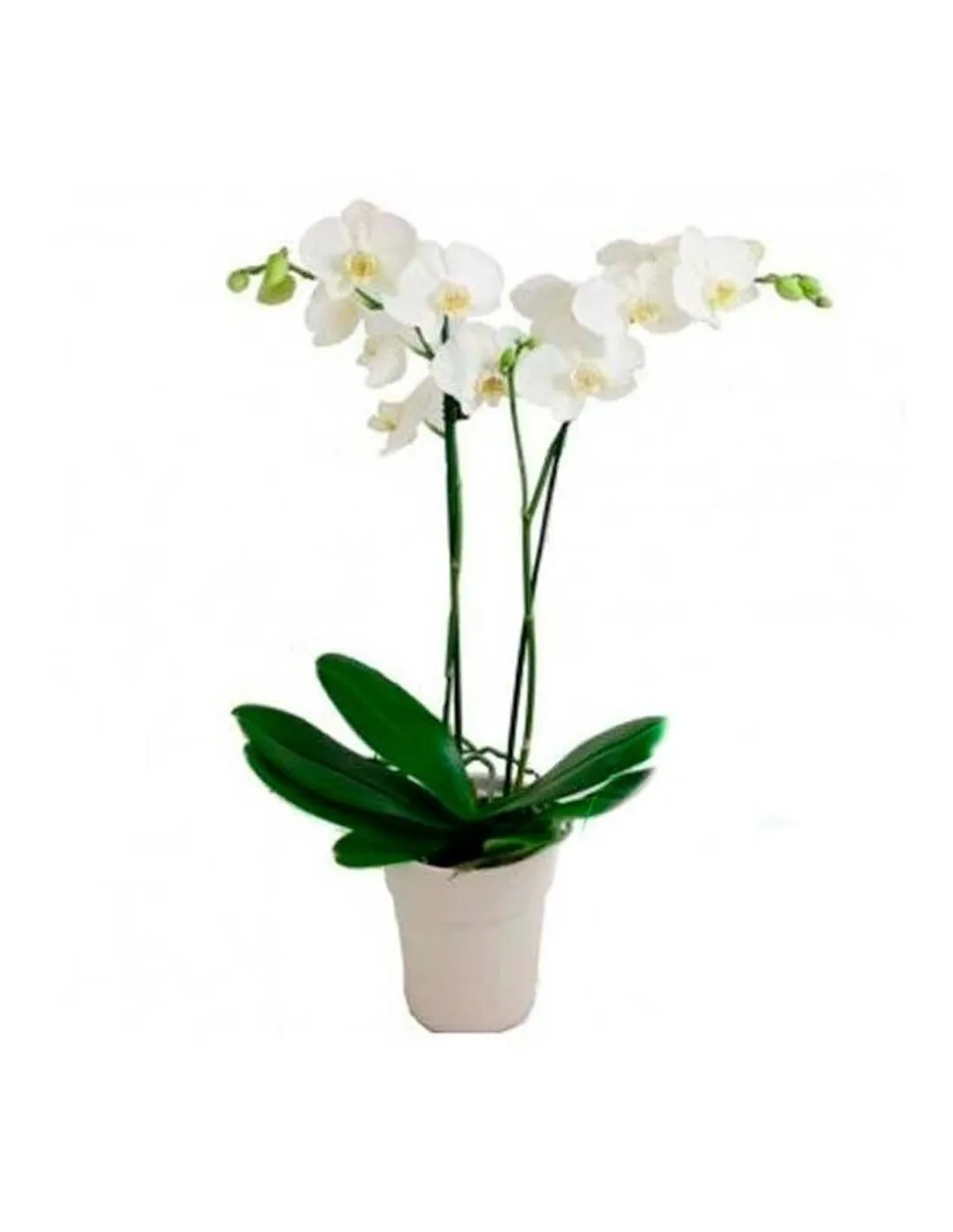 Orchidea - Chorwacja